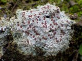 Trapelia coarctata image