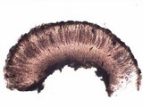 Trapelia coarctata image
