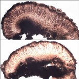 Trapelia coarctata image