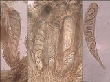 Trapelia coarctata image