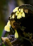 Calyptella campanula image