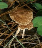 Gymnopus subnudus image