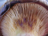 Paxillus involutus image