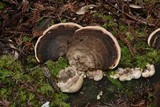 Fomitopsis mounceae image