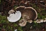 Fomitopsis mounceae image