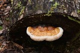 Fomitopsis mounceae image
