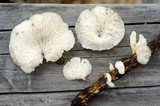 Campanophyllum proboscideum image