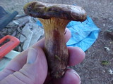 Paxillus involutus image