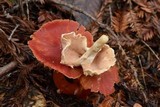Hydnum oregonense image