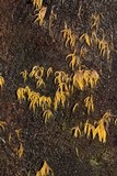 Mucronella flava image
