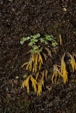 Mucronella flava image
