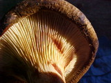 Paxillus involutus image
