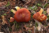 Hygrocybe punicea image