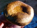 Paxillus involutus image
