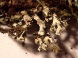 Polyblastidium japonicum image