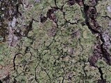 Phyllopsora corallina image