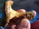 Paxillus involutus image