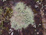 Vainionora americana image