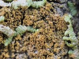 Porina scabrida image