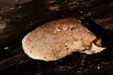 Pleurotus dryinus image