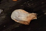 Pleurotus dryinus image