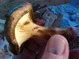 Paxillus involutus image