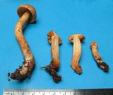 Cortinarius kroegeri image