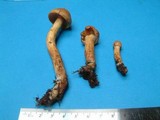 Cortinarius kroegeri image