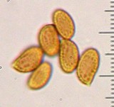 Gymnopilus thiersii image