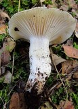 Hygrophorus gliocyclus image