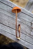 Marasmius cohaerens image