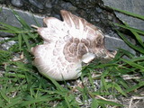 Agaricus californicus image