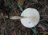 Melanoleuca alboflavida image