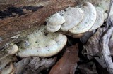 Gloeoporus dichrous image