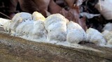 Gloeoporus dichrous image