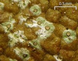 Tricharia santessonii image