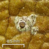 Tricharia santessonii image