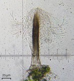Tricharia santessonii image