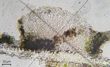 Tricharia santessonii image