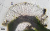 Tricharia santessonii image