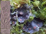 Leptogium cochleatum image