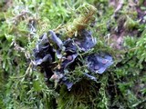 Leptogium cochleatum image