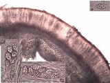 Leptogium cochleatum image