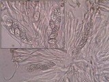 Leptogium cochleatum image
