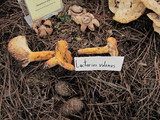 Lactarius volemus image