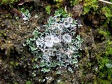 Cladonia pocillum image