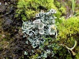 Cladonia pocillum image