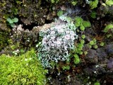 Cladonia pocillum image