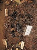 Phellodon niger image