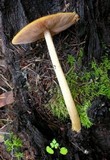 Pluteus leoninus image